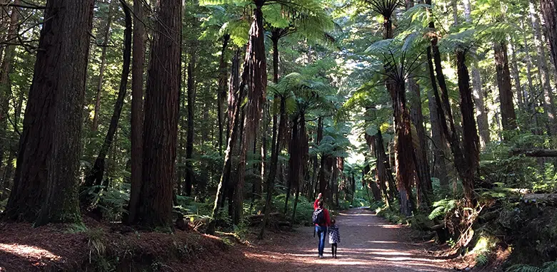 Visiting the Giant Redwoods forests in Rotorua New Zealand