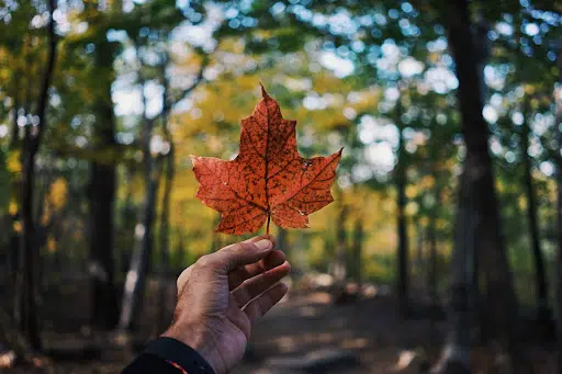 Person holding a maple leaf in a forest