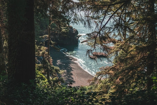 View of the Pacific ocean from the forest on Vancouver Island, British Columbia