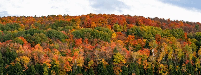 fall-foliage-autumn-colours
